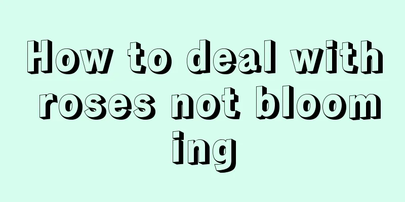 How to deal with roses not blooming