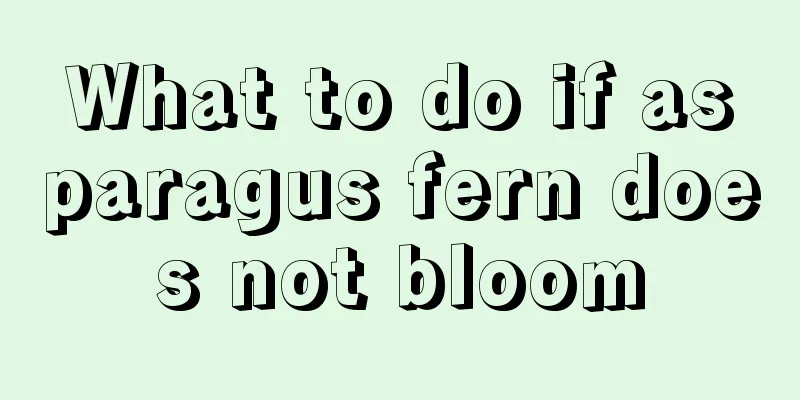 What to do if asparagus fern does not bloom