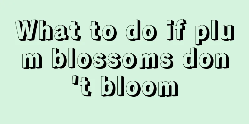 What to do if plum blossoms don't bloom