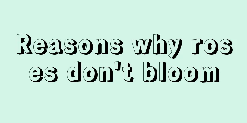 Reasons why roses don't bloom