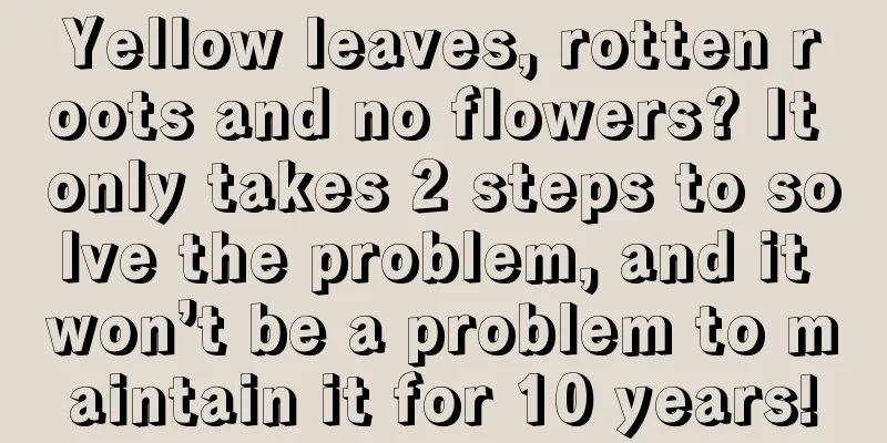 Yellow leaves, rotten roots and no flowers? It only takes 2 steps to solve the problem, and it won’t be a problem to maintain it for 10 years!