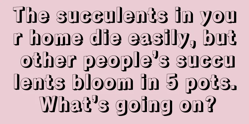 The succulents in your home die easily, but other people’s succulents bloom in 5 pots. What’s going on?