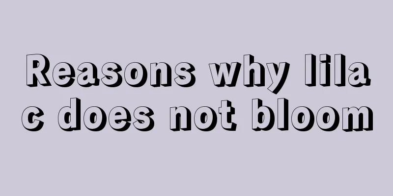 Reasons why lilac does not bloom