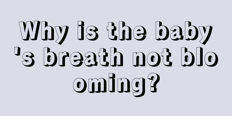 Why is the baby's breath not blooming?