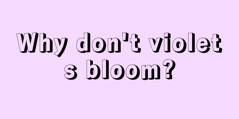 Why don't violets bloom?