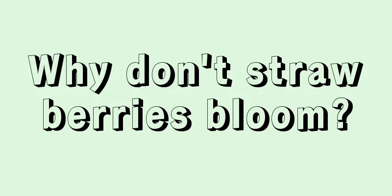 Why don't strawberries bloom?