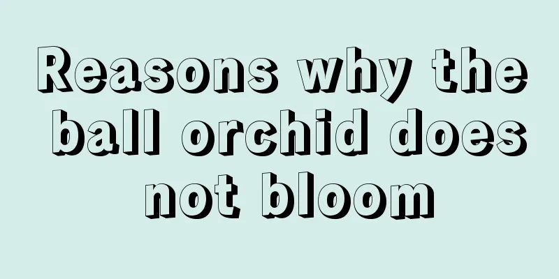 Reasons why the ball orchid does not bloom