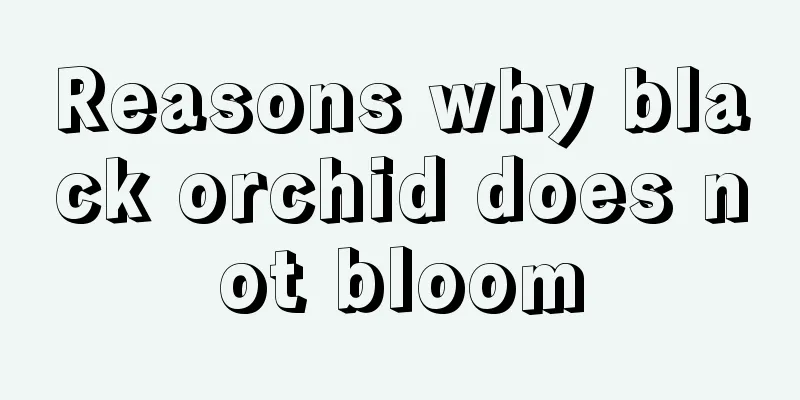 Reasons why black orchid does not bloom