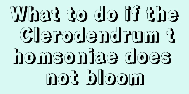 What to do if the Clerodendrum thomsoniae does not bloom