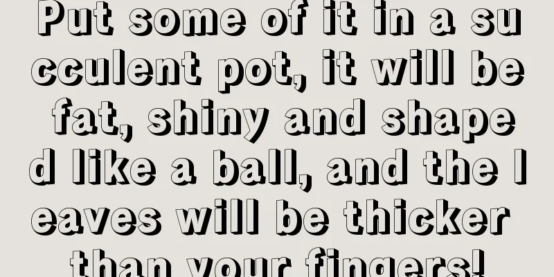 Put some of it in a succulent pot, it will be fat, shiny and shaped like a ball, and the leaves will be thicker than your fingers!