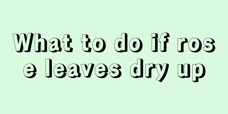 What to do if rose leaves dry up