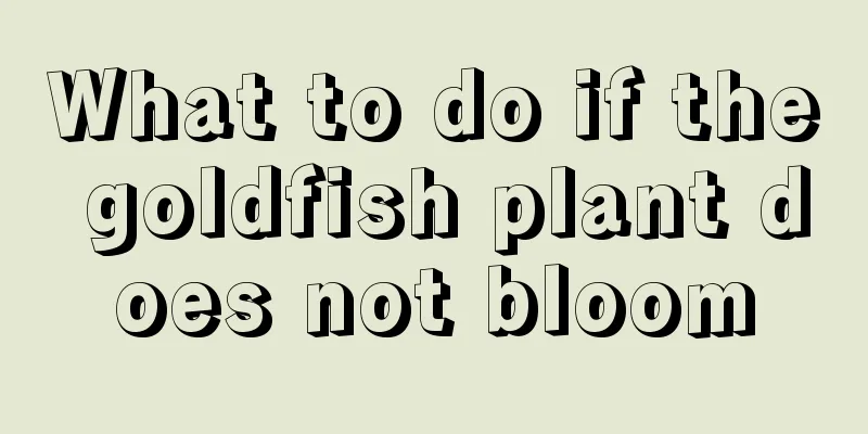 What to do if the goldfish plant does not bloom