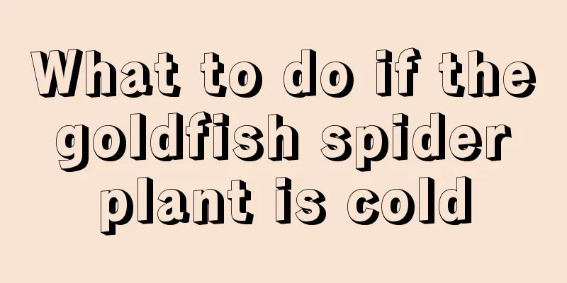 What to do if the goldfish spider plant is cold