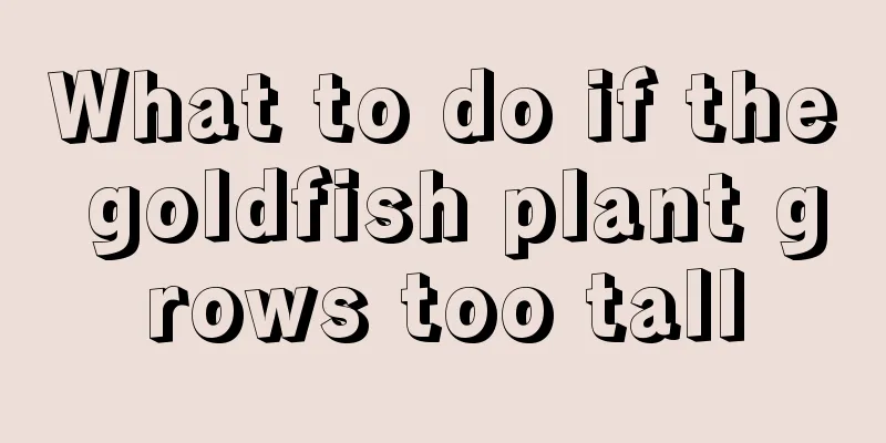 What to do if the goldfish plant grows too tall