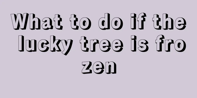 What to do if the lucky tree is frozen