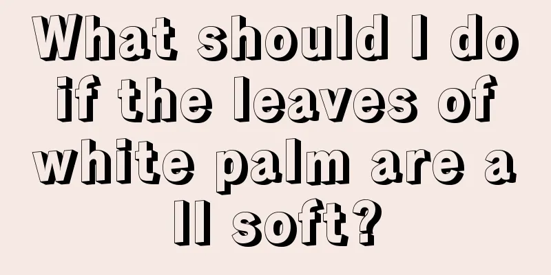 What should I do if the leaves of white palm are all soft?