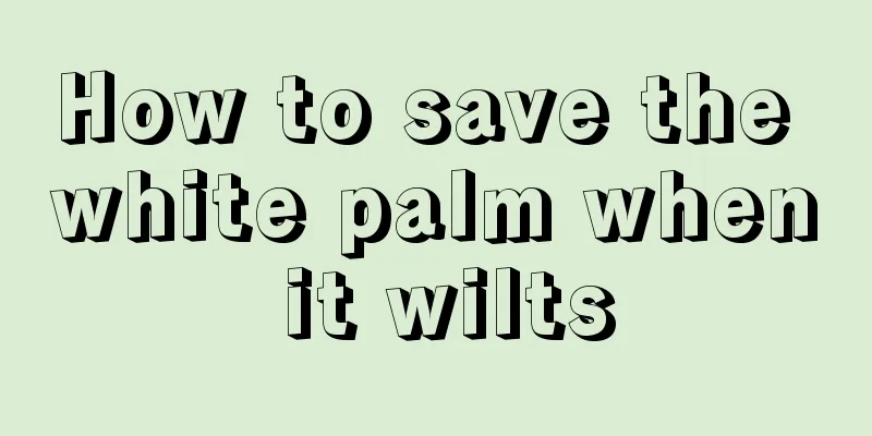 How to save the white palm when it wilts