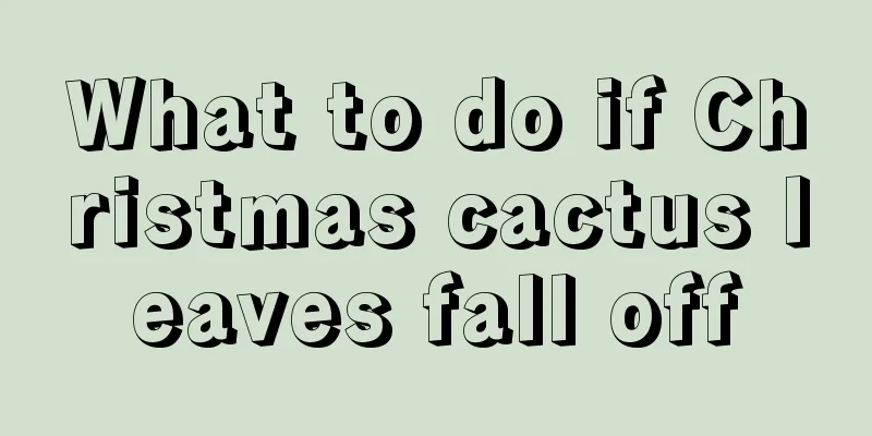 What to do if Christmas cactus leaves fall off