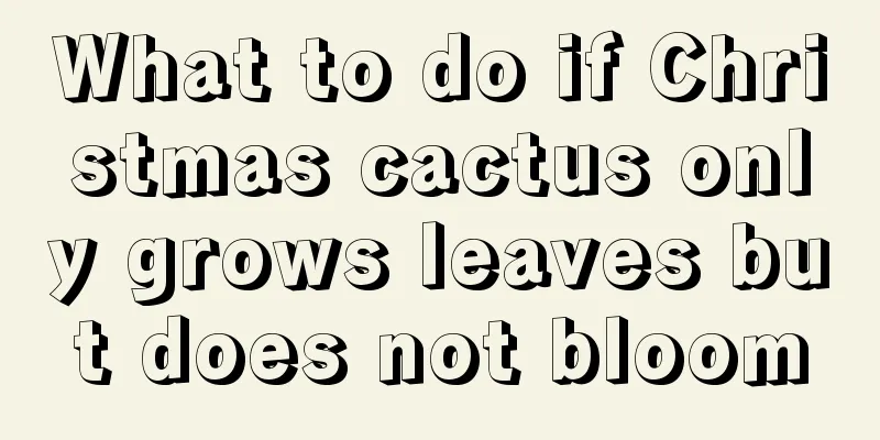 What to do if Christmas cactus only grows leaves but does not bloom