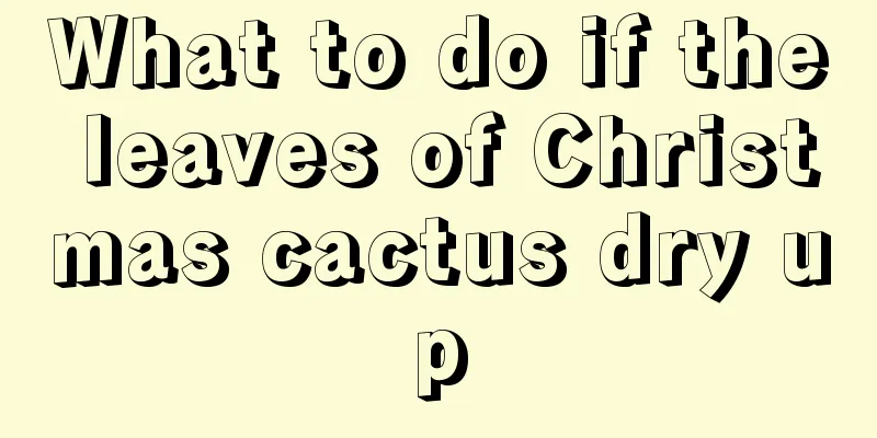 What to do if the leaves of Christmas cactus dry up