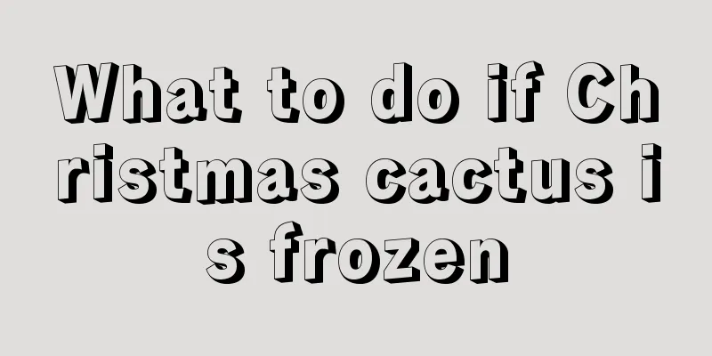 What to do if Christmas cactus is frozen