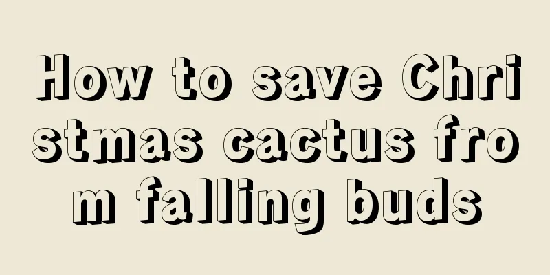 How to save Christmas cactus from falling buds