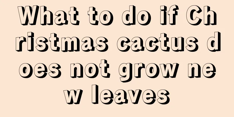 What to do if Christmas cactus does not grow new leaves