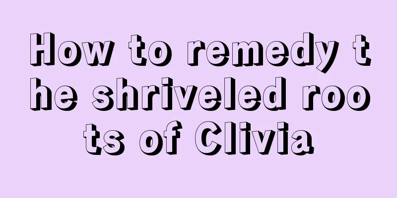 How to remedy the shriveled roots of Clivia