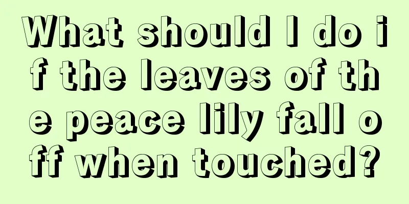 What should I do if the leaves of the peace lily fall off when touched?