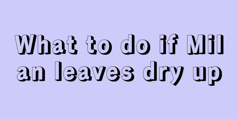 What to do if Milan leaves dry up