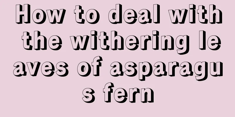 How to deal with the withering leaves of asparagus fern