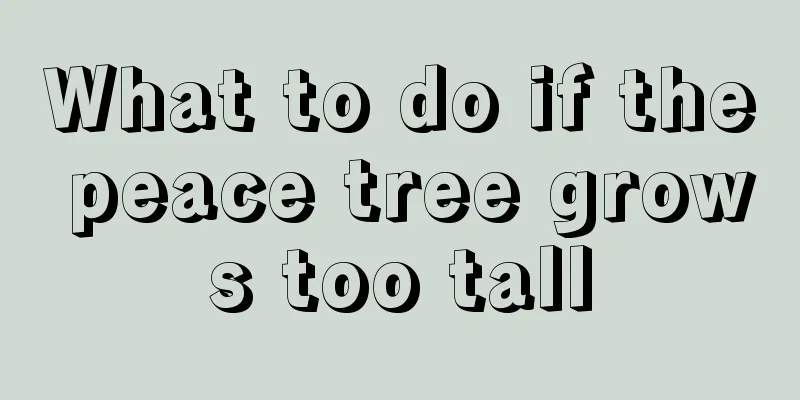 What to do if the peace tree grows too tall