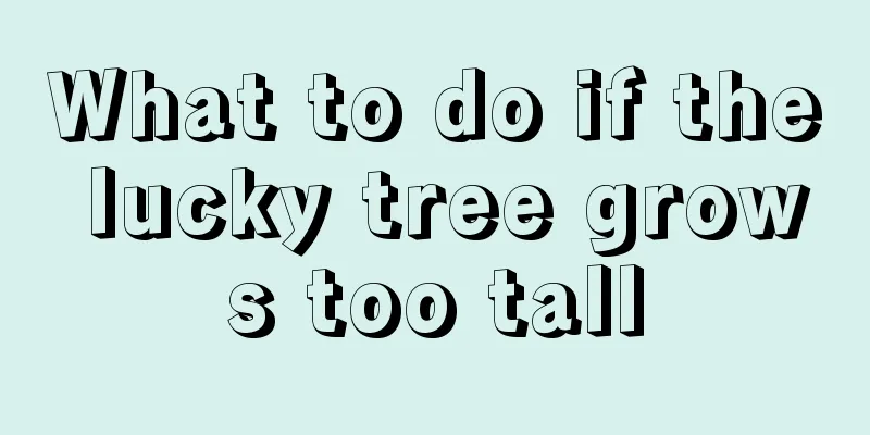 What to do if the lucky tree grows too tall