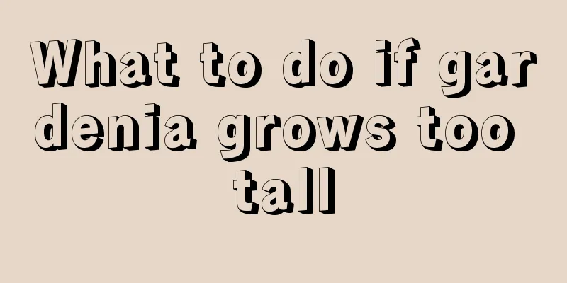 What to do if gardenia grows too tall