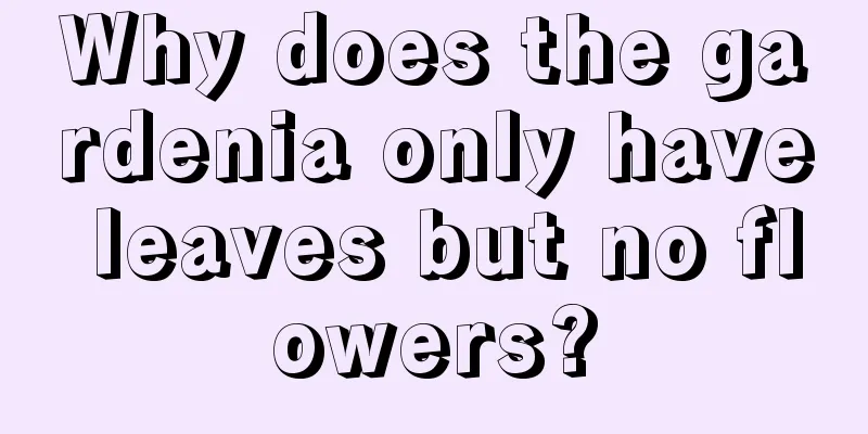 Why does the gardenia only have leaves but no flowers?