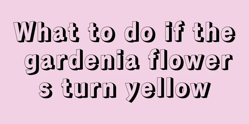 What to do if the gardenia flowers turn yellow