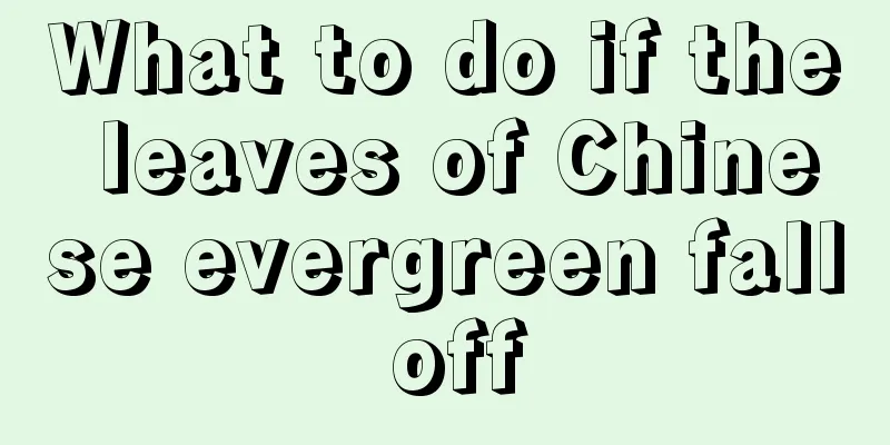 What to do if the leaves of Chinese evergreen fall off