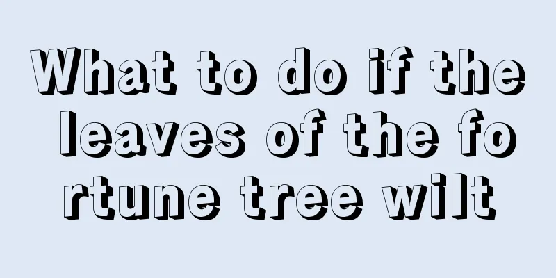 What to do if the leaves of the fortune tree wilt