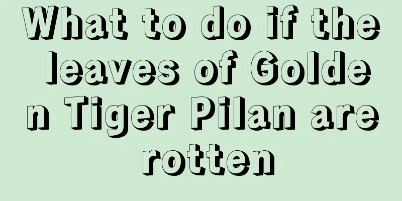 What to do if the leaves of Golden Tiger Pilan are rotten