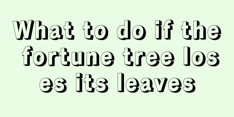 What to do if the fortune tree loses its leaves