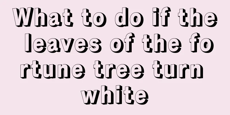 What to do if the leaves of the fortune tree turn white