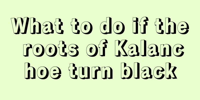 What to do if the roots of Kalanchoe turn black