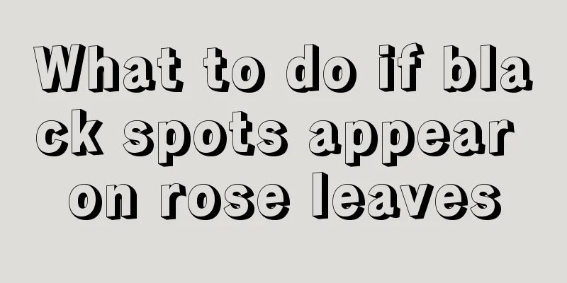 What to do if black spots appear on rose leaves