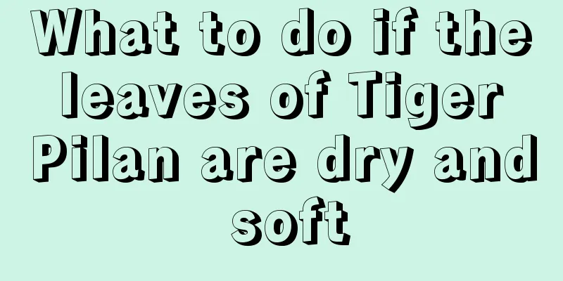 What to do if the leaves of Tiger Pilan are dry and soft