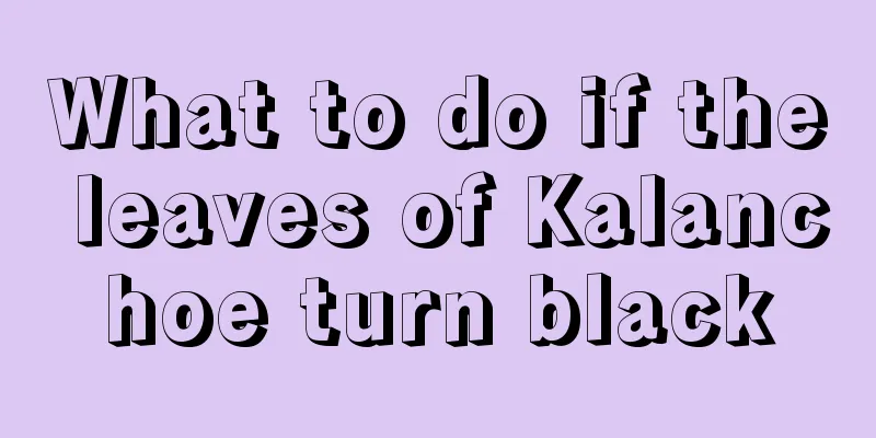 What to do if the leaves of Kalanchoe turn black