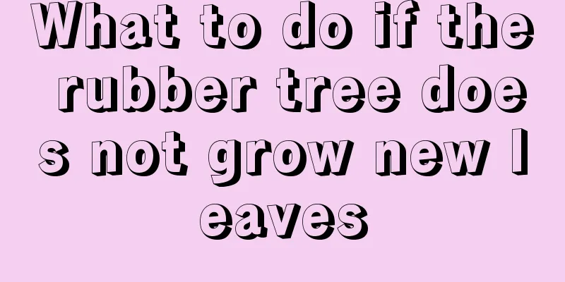 What to do if the rubber tree does not grow new leaves