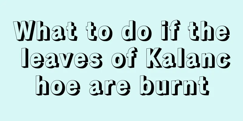 What to do if the leaves of Kalanchoe are burnt