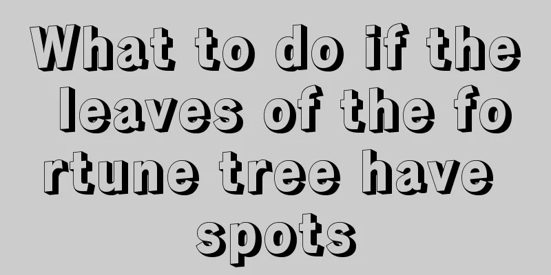 What to do if the leaves of the fortune tree have spots