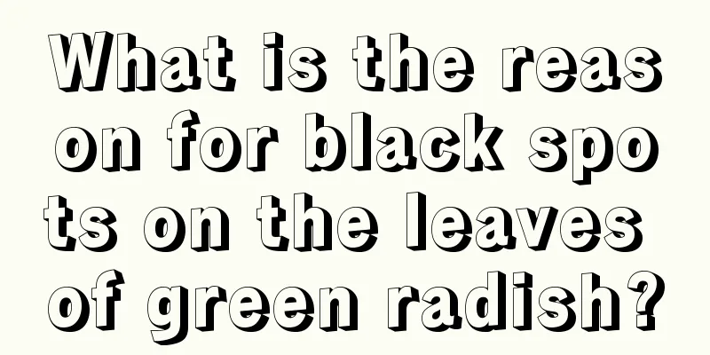 What is the reason for black spots on the leaves of green radish?