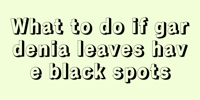 What to do if gardenia leaves have black spots